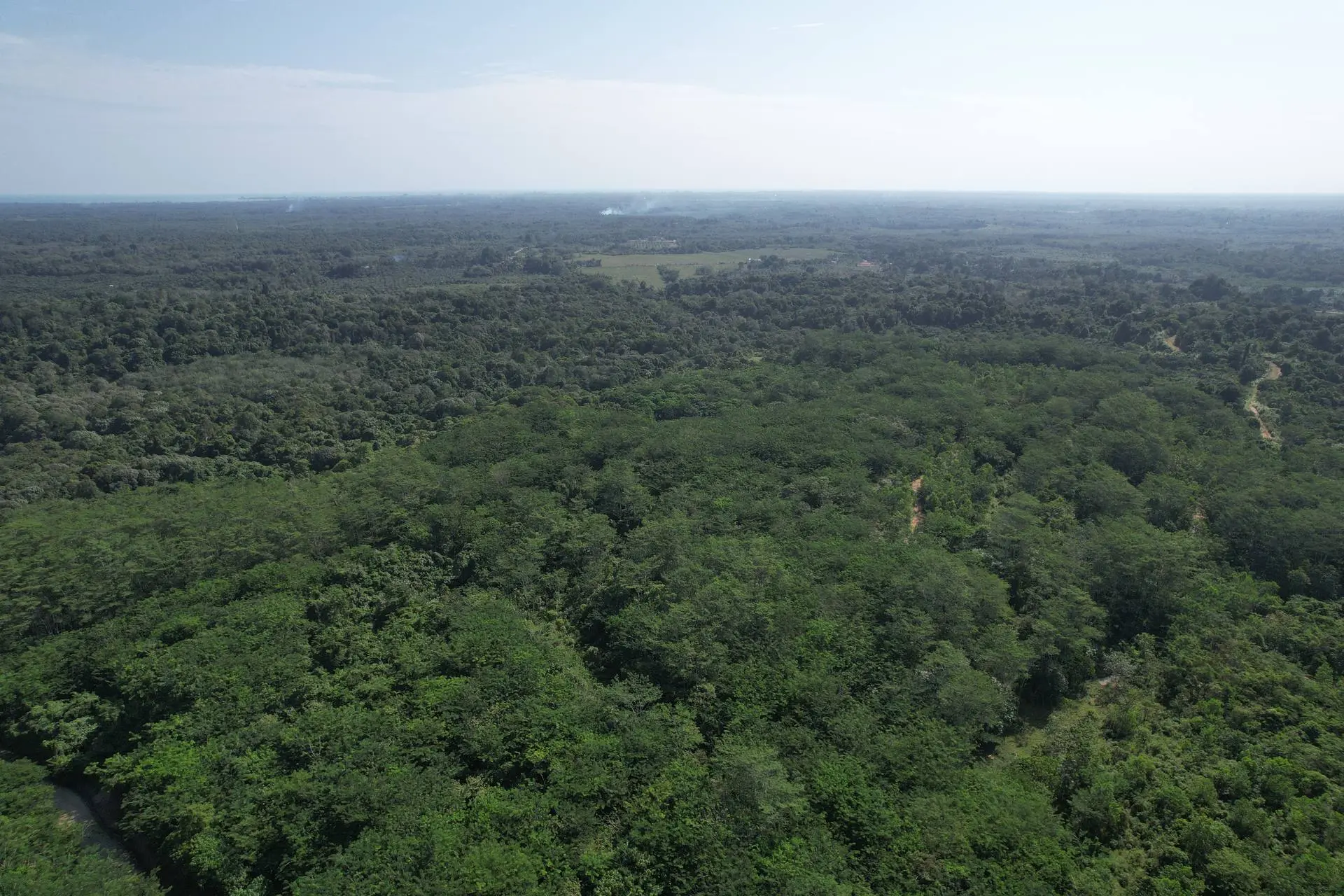 Hutan hasil reklamasi